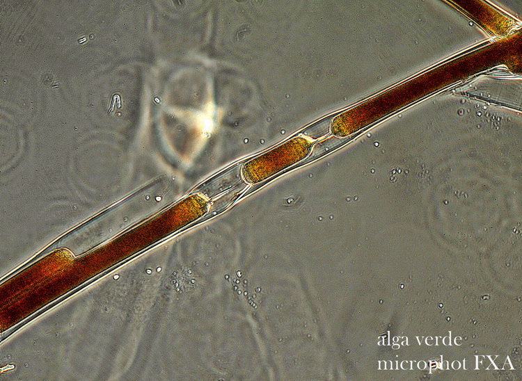 Credo siano alghe verdi.